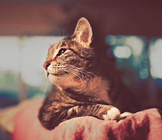 低空無(wú)人機(jī)測(cè)繪:高效、精確、廣泛應(yīng)用的新興技術(shù)